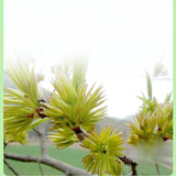 Natural Eucommia male flower ancient tree Eucommia male flower tea man tea