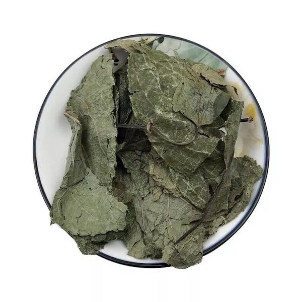 Organic Dried Folium Eucommia Eucommia Ulmoides Oliv Eucommia leaf Du Zhong Ye