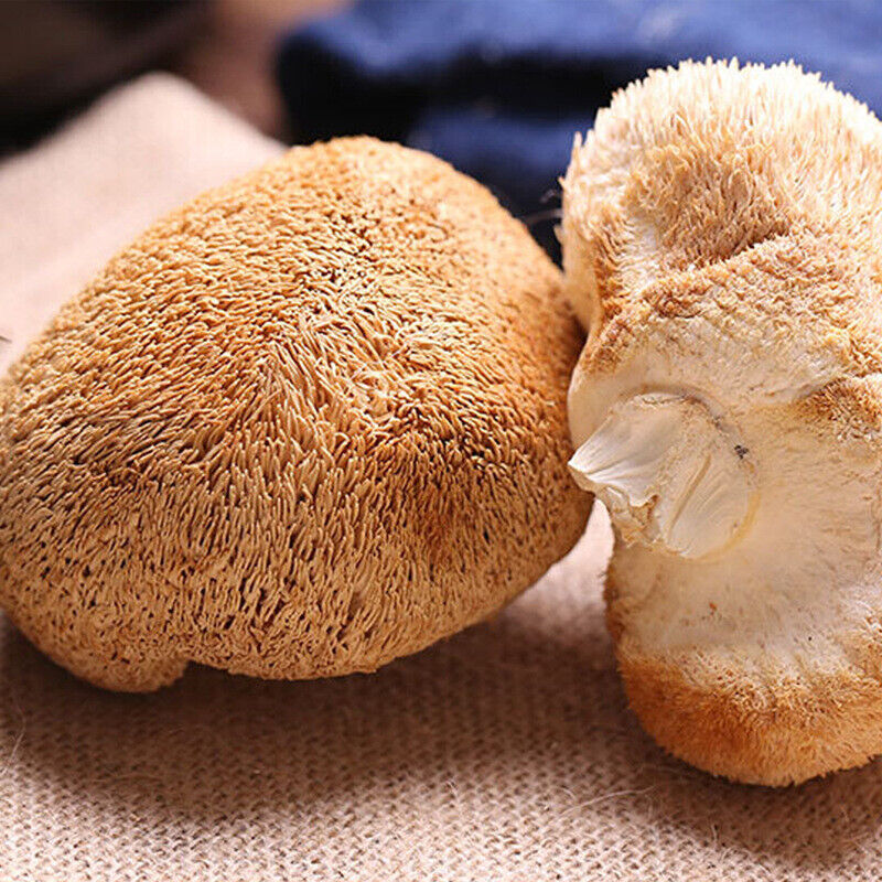 Sulfur-Free Dried Hericium Mushroom - Fresh, Loose Bulk Edible Fungi