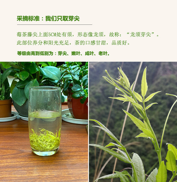 Canned Tujia Mao Rock Bud Tip Vine Tea Wild Tea Buds 50g Zhangjiajie Vine Tea