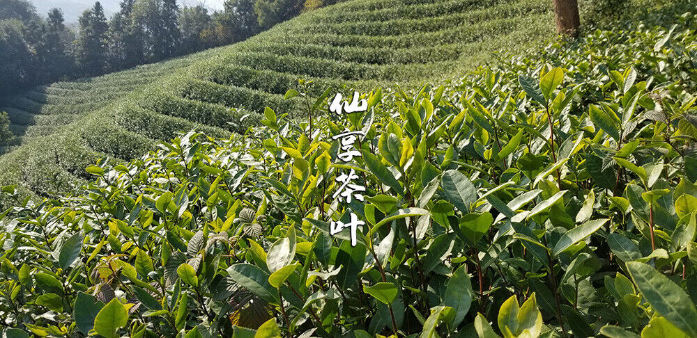 Longjing New Green Tea Strong Fragrance Labor Spring Ration Tea 500g/1.1lb