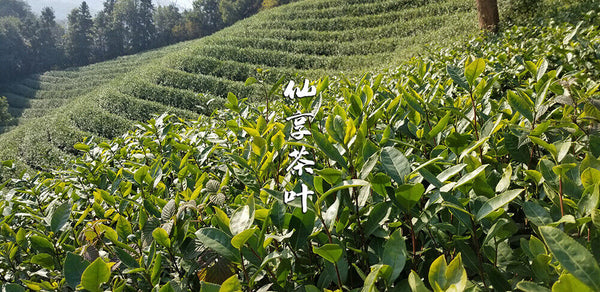 Longjing New Green Tea Strong Fragrance Labor Spring Ration Tea 500g/1.1lb