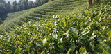 Longjing New Green Tea Strong Fragrance Labor Spring Ration Tea 500g/1.1lb