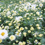 Chrysanthemum Buds Tea, Hangzhou white chrysanthemum, Chrysanthemum morifolium