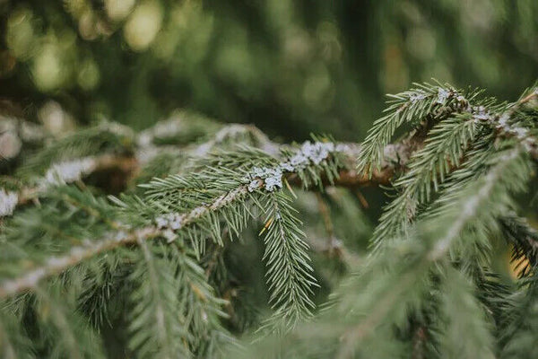 First Grade Pine Needles Powder Improving Sleeping Chinese Herbal Powder