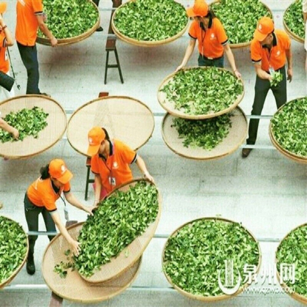 Yunnan Menghai Raw Pu-erh Cake 357g Green Sheng