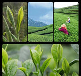 100g Fuding White Tea Old Shoumei Aged Jujube Herbal White Tea Small Cake