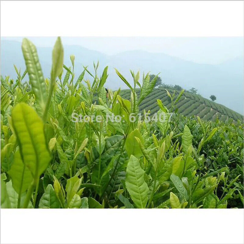New Taiwan Shan Jinxuan Milk Oolong Tea Natural Organic Tea 250g