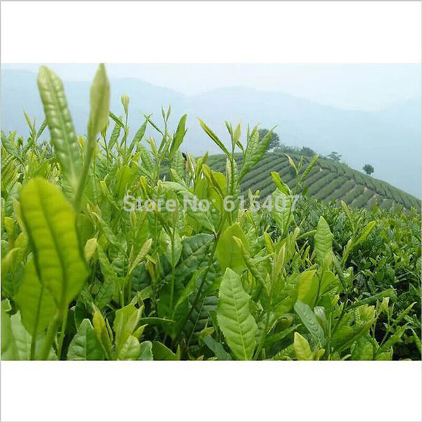 New Taiwan Shan Jinxuan Milk Oolong Tea Natural Organic Tea 250g