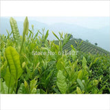 New Taiwan Shan Jinxuan Milk Oolong Tea Natural Organic Tea 250g