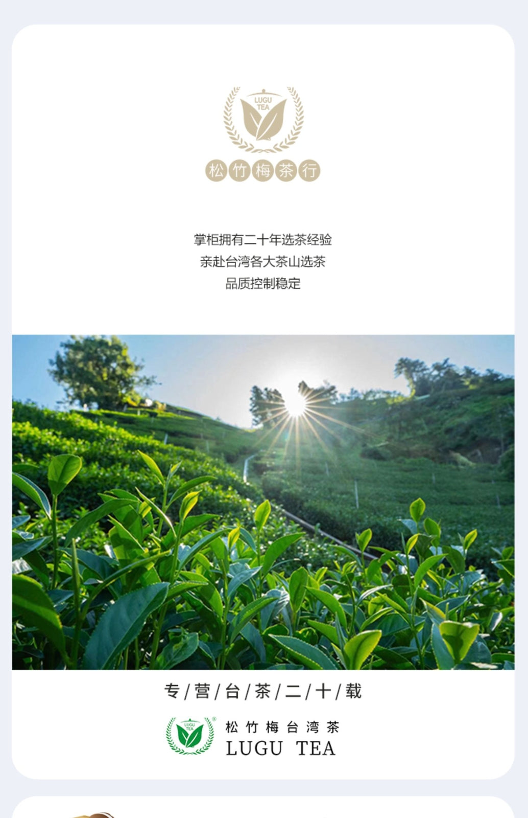 High Mountain Longfengxia Cold Tea Premium Shanlinxi Oolong Tea Taiwan