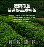 Matcha Green Tea Powder Ceremony Pure Matcha Powder Used for Baking Drinks