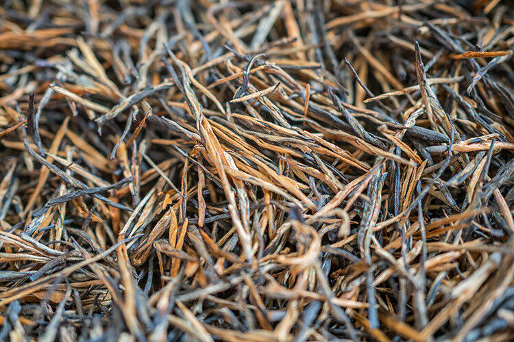 Yunnan Fengqing DianHong tea Pine Needle Un bourgeon une feuille Golden Needle