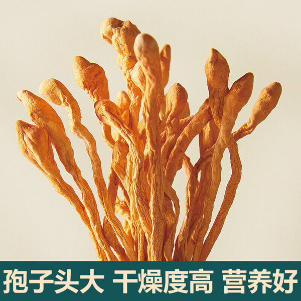 Authentic Cordyceps Militaris 250g/500g Spore Head Fresh Cordyceps Soup Material