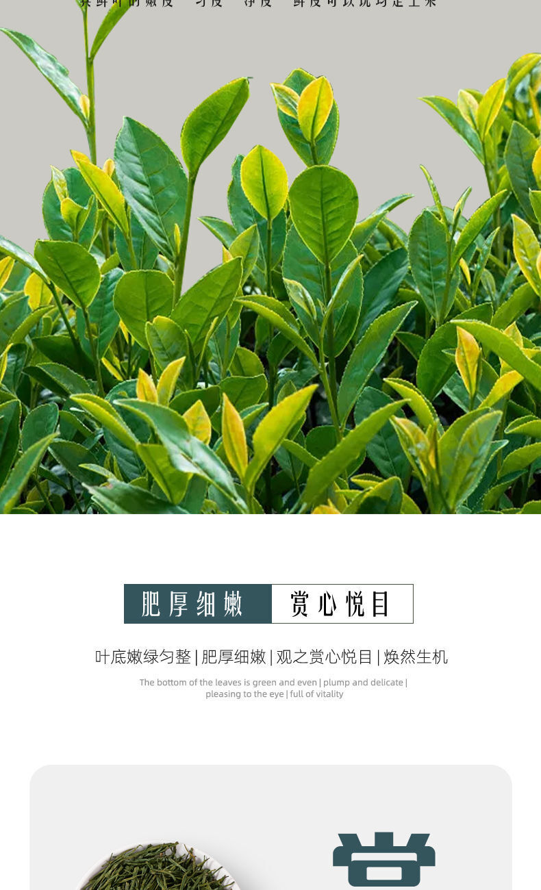 Strong aroma Enshi Yulu tea pre-bright green tea buds alpine cloud tea 250g