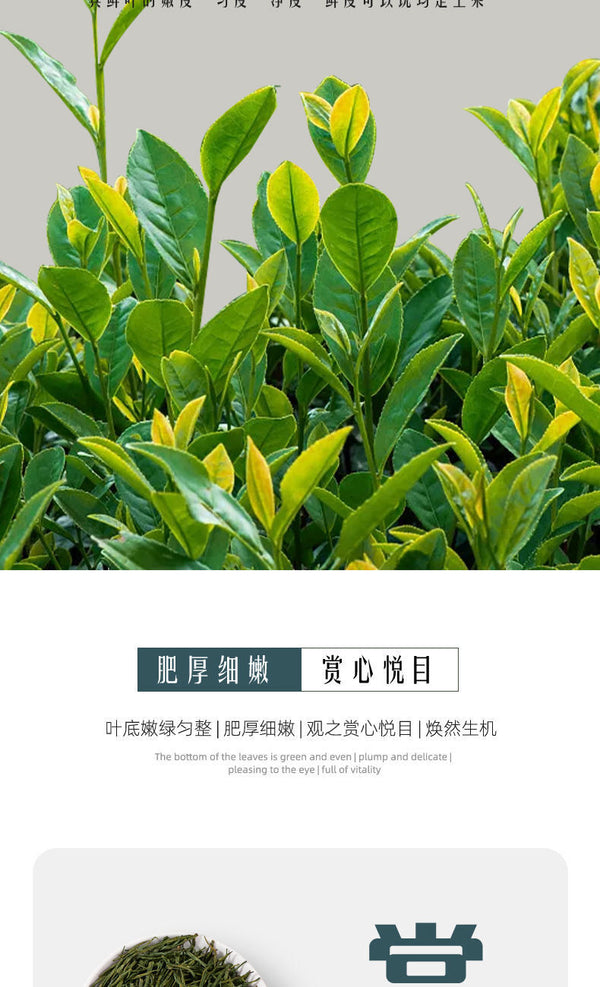 Strong aroma Enshi Yulu tea pre-bright green tea buds alpine cloud tea 250g