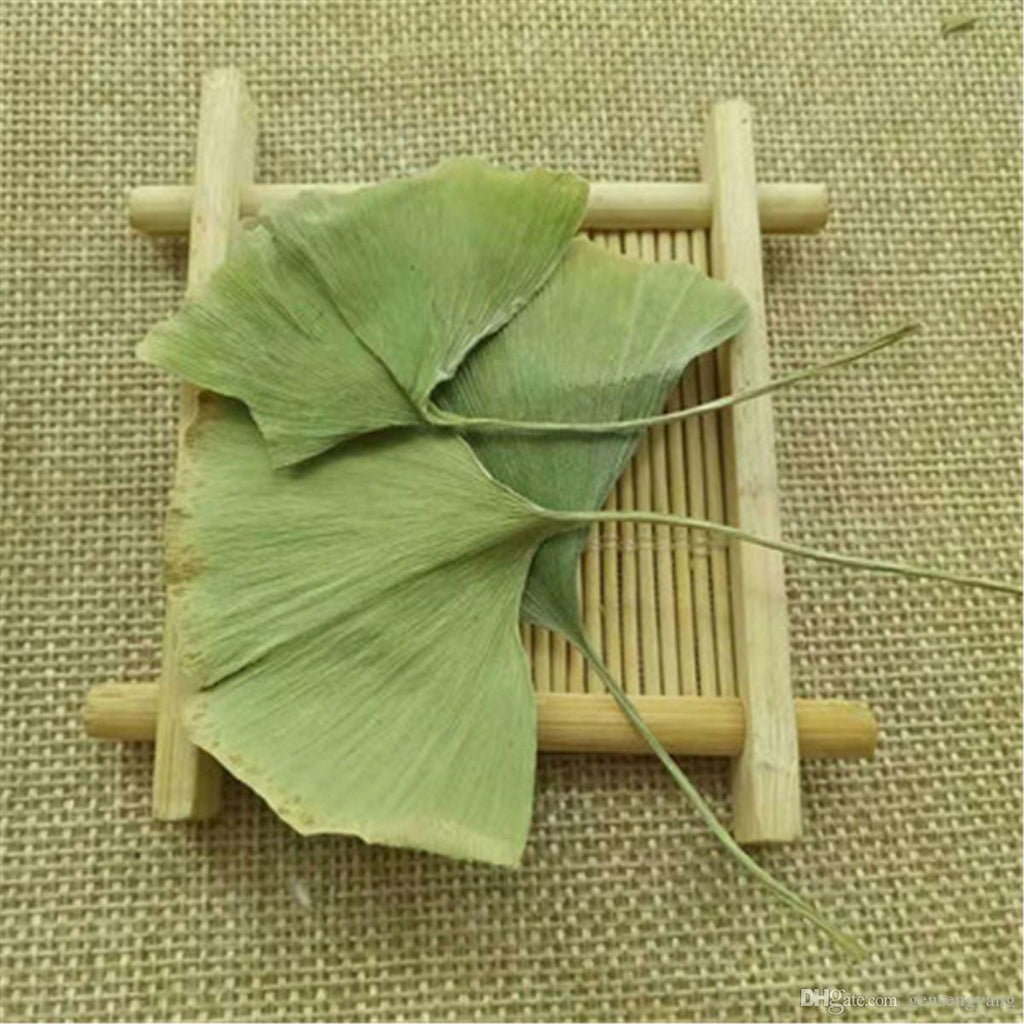 Chinese Wild Ginkgo Tea Ginkgo Biloba Leaves Medicinal Tea Tasty Herbal Tea