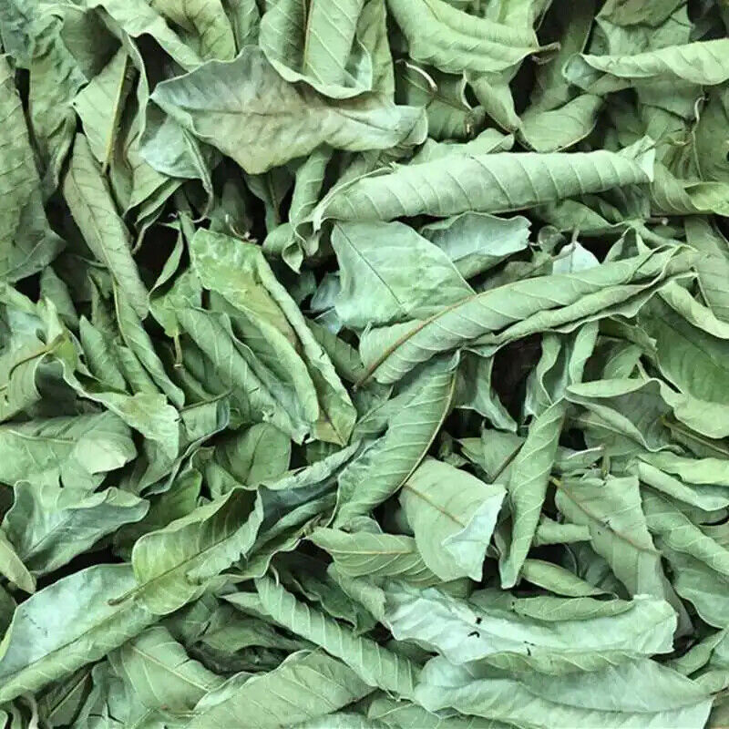 Fan Shi Liu Ye Bulk Tea Organic Chinese Fresh Dried Guava Loose Leaf Herbal Tea