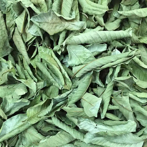 Fan Shi Liu Ye Bulk Tea Organic Chinese Fresh Dried Guava Loose Leaf Herbal Tea