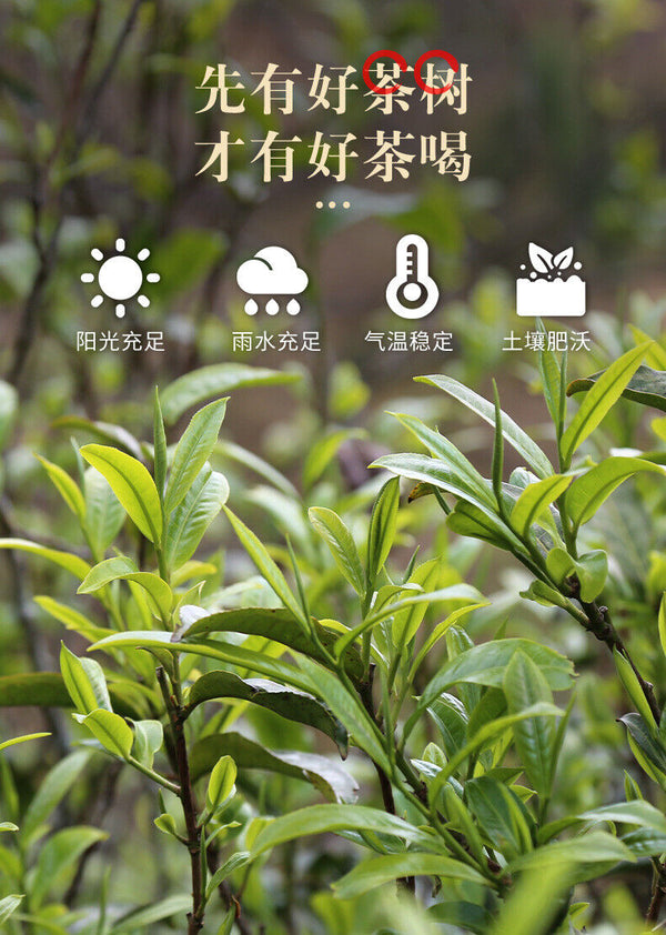 Tangli Spring Crushed Silver Cooked Pu'er Tea Sticky Fragrance Premium Tea 36g