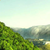 Authentic Honey Aroma Black Yellow Bud Special Grade Jin Jun Mei Wuyi Black Tea