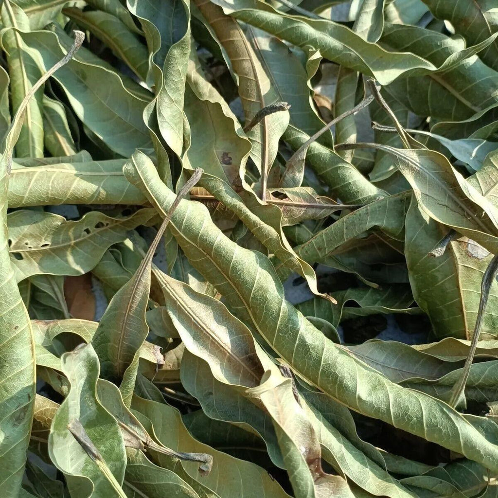 Natural high-quality ORGANIC Dried Mango leaves Quality Pure Leaf For Tea 500g