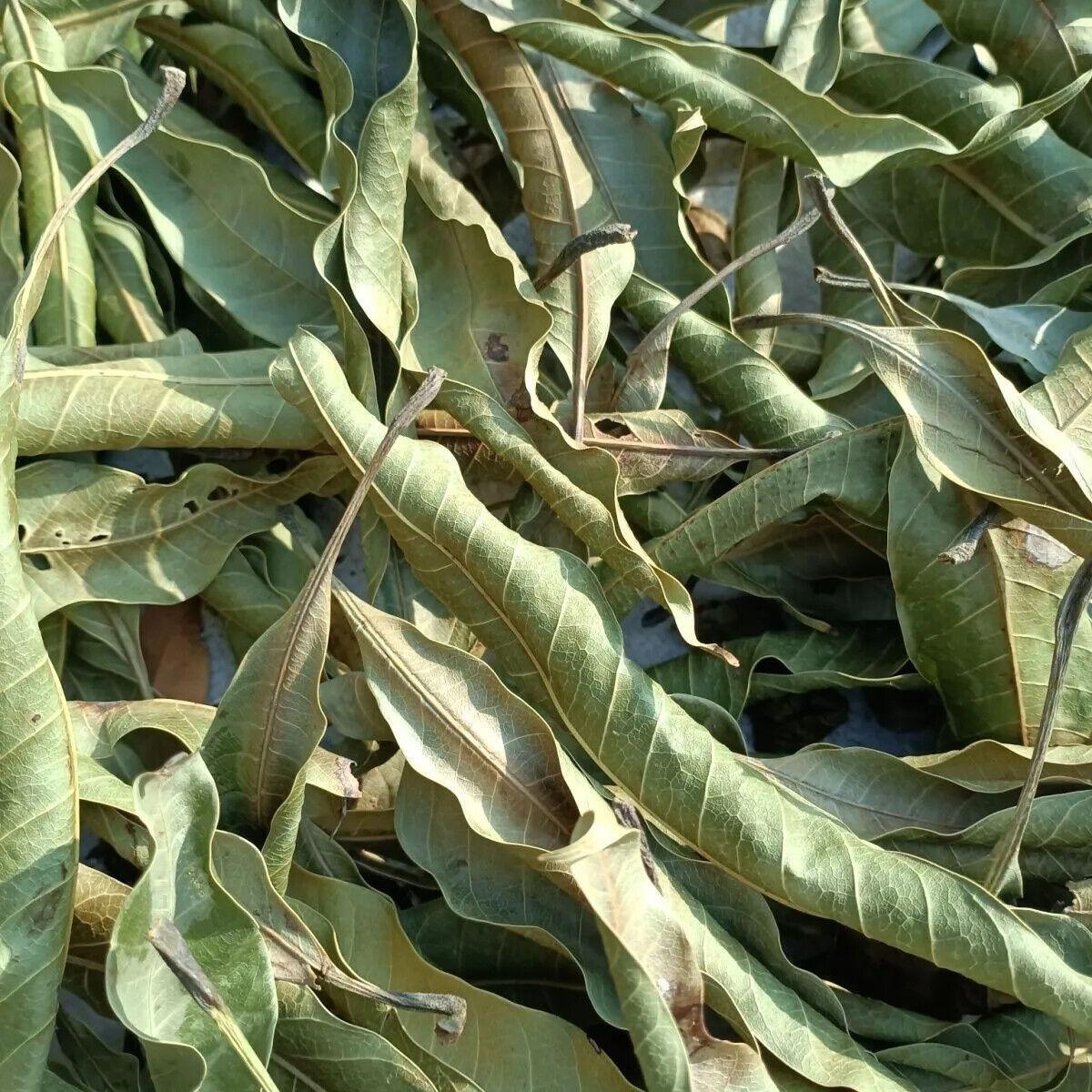 Natural high-quality ORGANIC Dried Mango leaves Quality Pure Leaf For Tea 500g
