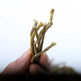 Authentic Dendrobium Dendrobium Dried Strips Fresh Dendrobium Pure Natural