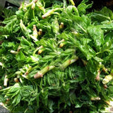 Dried Acanthopanax Leaf Tea Folium Acanthopanacis Senticosi Ci Wu Jia Ye Tea
