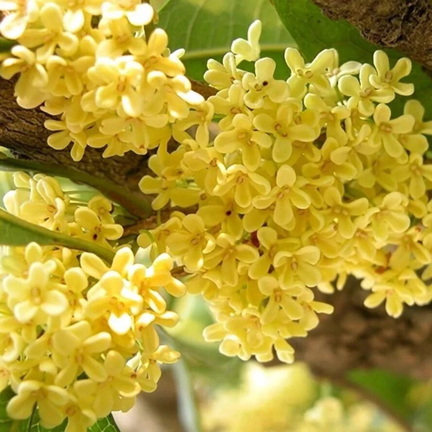 Organische natürliche Osmanthus Fragrans Blume Tee Kräuter Tee Gui Hua