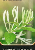 Honeysuckle Tea Herbal Nature Honeysuckle Tea Herbal Tea Health Tea 80g