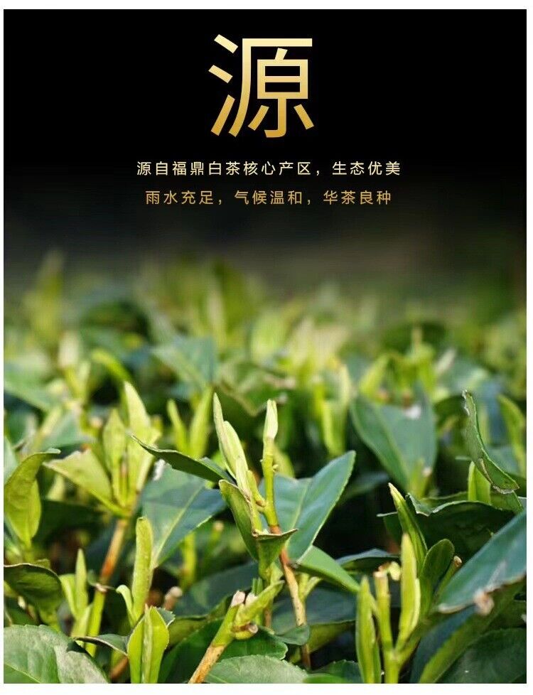 500g shoumei small square piece fuding white tea sunshine tea bagged white tea