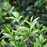 500gPhoenix Dancong Oolong Tea Chaoshan Honey Orchid Fragrance Health Beverage