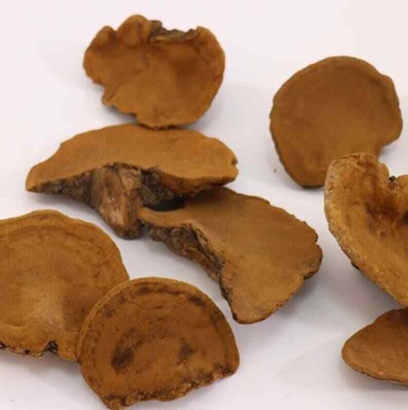 Chinese Song-Gen Meshimakobu Mushroom Sang Huang Mesima Phellinus Igniarius Main image