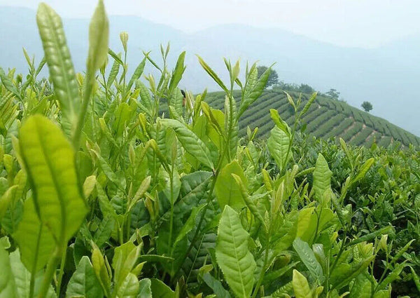 Tieguanyin Tea Fresh Tikuanyin Tea Natural Organic Health Oolong Tea 200g
