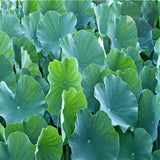 Certified Organic Healthy and Flavorful: Traditional Lotus Leaf Green Herbal Tea