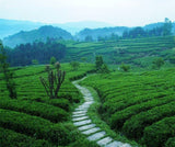 Organic Gold Huang Ju Herbal Tea - 4 Pieces for a Large Cup, Ideal for Summer