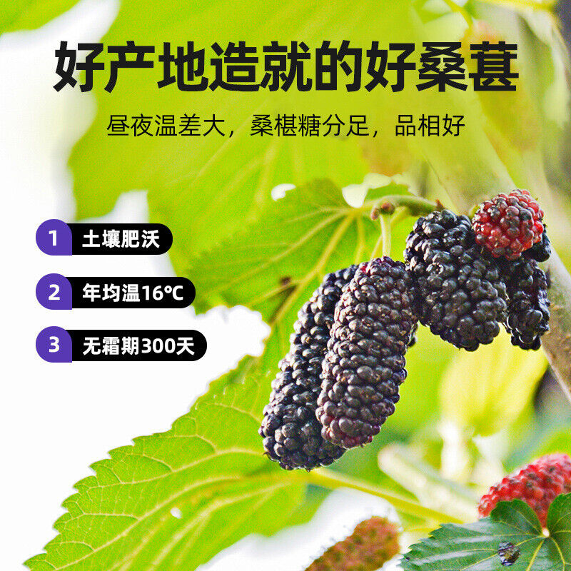 200g Dried Black Mulberries No Sand Premium Grade Sweet and Fragrant