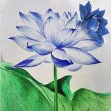 Natural Base Planting Pesticide Free Chinese Herb Dried Blue Lotus Flower