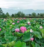 Lotus Seed Heart Selected Lotus Plumule Gesundheitstee Kräutertee 100g