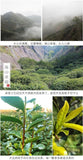 2025 Pre Qingming Anji White Tea High Mountain Green Bags Fresh Aroma