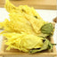 Yellow Marshmallow Flower Herbal Medicine Yellow Marshmallow Dried Flower Tea