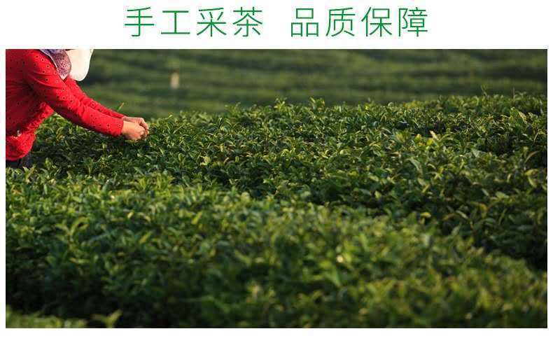 New pring Tea High Mountain Cloud Green Tea Strong Fragrance Ration Tea 250g