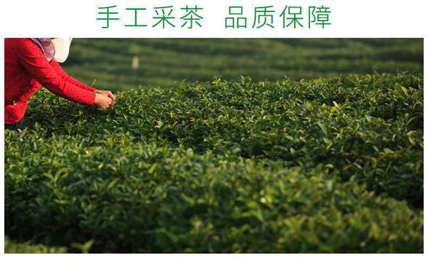 New pring Tea High Mountain Cloud Green Tea Strong Fragrance Ration Tea 250g