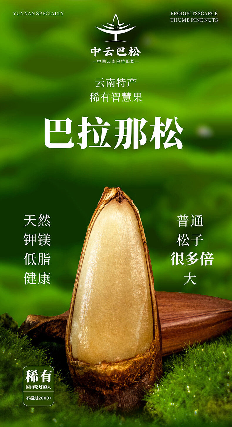 Premium Authentic Parana Pine Nuts Natural High Quality For Sale On Ebay