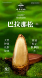 Premium Authentic Parana Pine Nuts Natural High Quality For Sale On Ebay