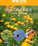 Bulk Herbal Tea for Relaxation and Wellness Fresh Dried Golden Lotus Flowers