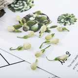Guangxi Dried Jasmine Flowers Bulk New Jasmine Tea Leaves Flower Tea 500G