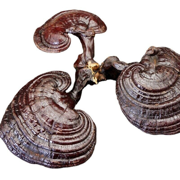 Wild Lingzhi Organic Reishi Mushroom Immortality 500g Purple Ganoderma Lucidum