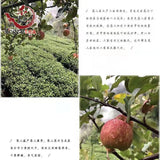 New Fresh Taiwanese Oolong Tea Alishan Good Quality Wu Long Cha 300g